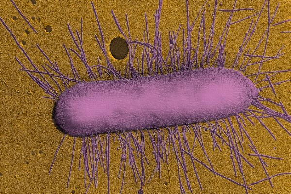 E. Coli (BMR)