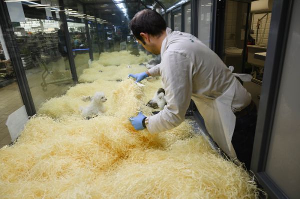 Installation d’une litière végétale dans une animalerie 