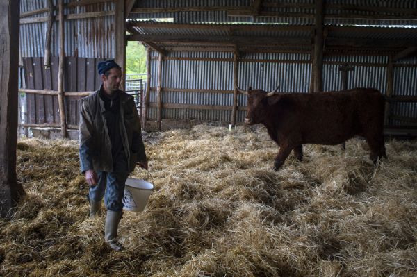 Éleveur de bovins dans son étable 