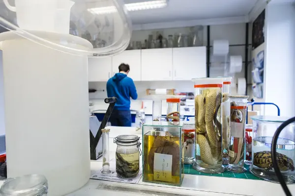 Conservation de reptiles dans du formol au Muséum national d’histoire naturelle