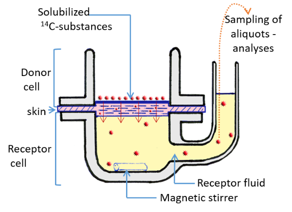 Sectional diagram of the device used to evaluate skin permeation