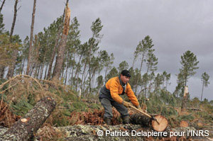 &Eacute;valuation des risques dans la transformation du bois