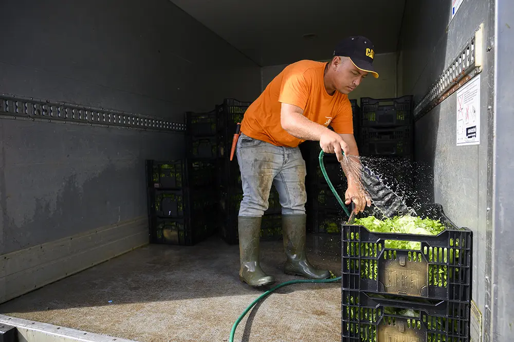 Culture de salades en hydroponie